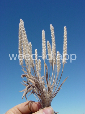 plantain, wooly